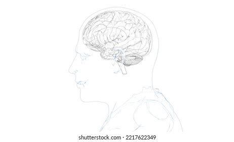 Human Brain Parts Drawing Anatomy 3d Stock Illustration 2217622349 ...