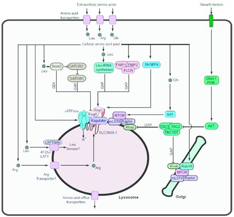 Circuitry Of Amino Acid Signalling To Mtorc Extracellular Amino Acids