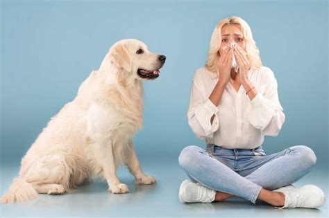 Convivere Con Lallergia Al Pelo Di Cane Regole Vincenti Khani It