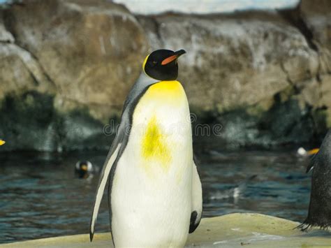 Penguins in Kansas City Zoo in Kansas City Missouri Stock Photo - Image ...