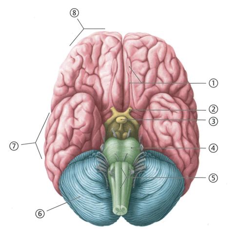 Neuroanatomy Diagram Quizlet