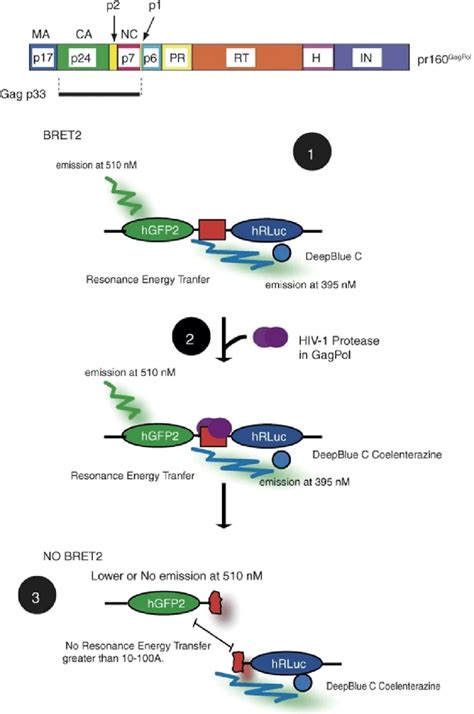 Schematic Representation Of Bret Based Biosensor To Detect Hiv 1 Download Scientific Diagram