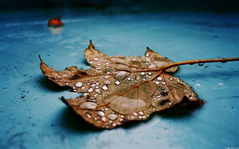 Leaf Water Drops Macro Hd Naturaleza Macro Agua Hojas Gotas Fondo