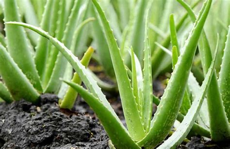 Aloe Vera Descubre Sus Principales Beneficios Secretos Y Conjuros