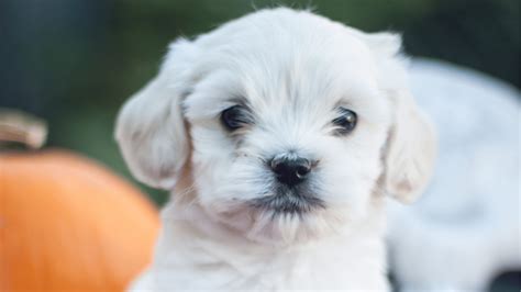 Teacup Cockapoo: Everything You Need to Know – PawSafe