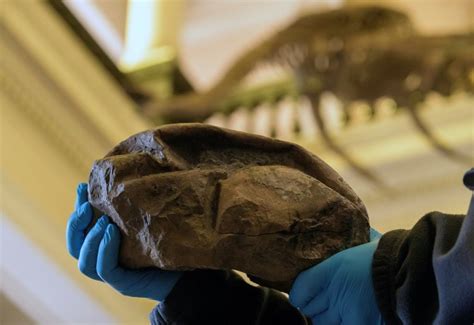 First Ever Perfectly Preserved Dinosaur Embryo Was Found Inside A