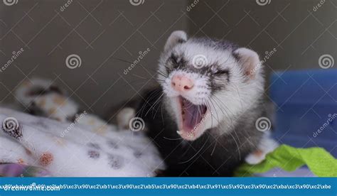 Yawning With A Toothy Mouth A Cute Domestic Ferret Lies In A Hospital For Treatment With An