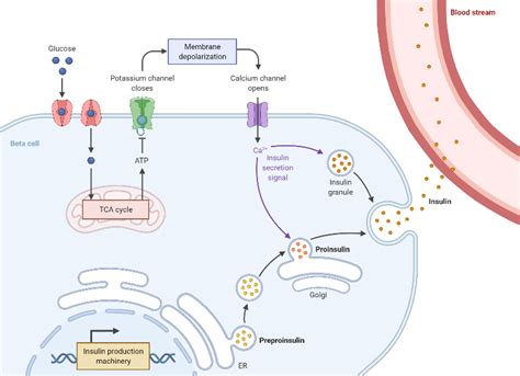 Insulin Production Pathway | BioRender Science Templates