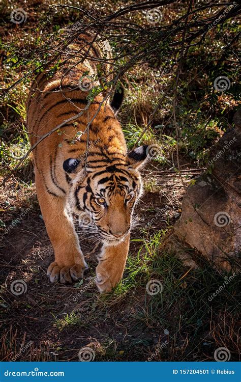 Baby sumatran tiger stock image. Image of amur, carnivore - 157204501