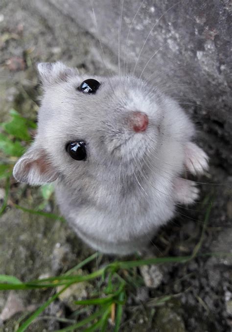 best hamster aggressive for beginners 2