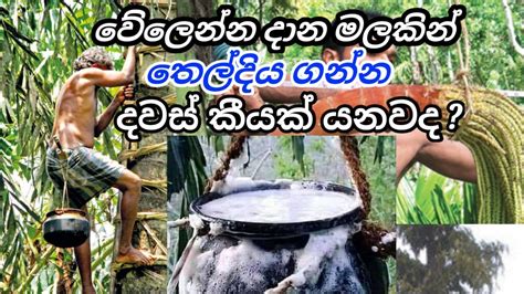 කිතුල් මල් කැපීම How To Make Kithul Flower Kithul Pani Kithul Mal