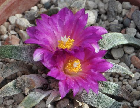 Ariocarpus Agavoides Orkel2012 Flickr