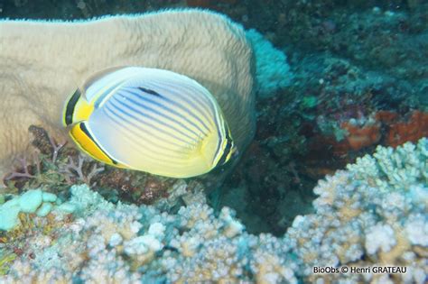 Poisson papillon côtelé indien Chaetodon trifasciatus BioObs