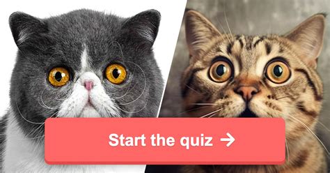 Exotic Cat Breeds! Can You Identify Them? Quiz