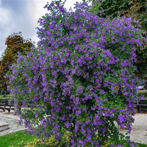 Plants Of Blue Potato Bush Solanum Rantonnetii T O G