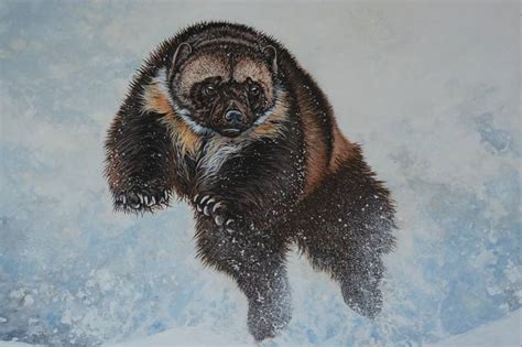 Wolverine Animal Painting at PaintingValley.com | Explore collection of ...