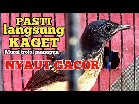 Pancingan Murai Trotol Agar BUNYI NGEPLONG Dan Bikin Murai Trotol Gacor