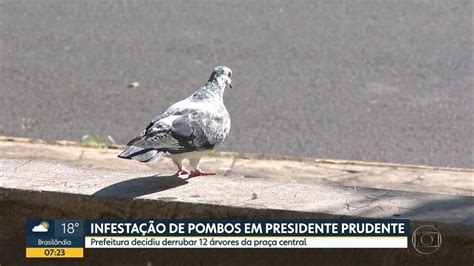 V Deo Infesta O De Pombos Em Presidente Prudente Bom Dia Sp G