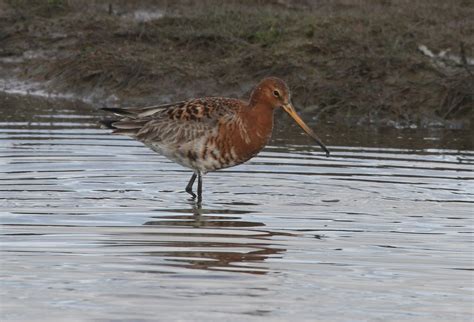 We Bird North Wales Cemlyn Today