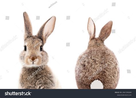 coloured person rabbit images stock  vectors shutterstock