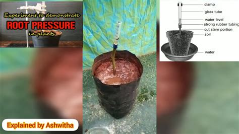 Experiment To Demonstrate Root Pressure In Plants YouTube