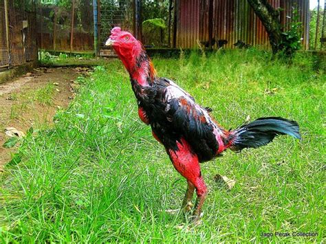 7 Jenis Ayam Aduan Terbaik Yang Wajib Anda Miliki Borneotribun