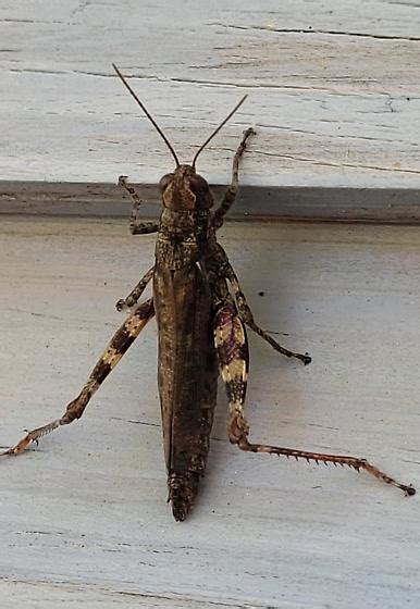 Grasshopper Melanoplus Punctulatus Bugguide