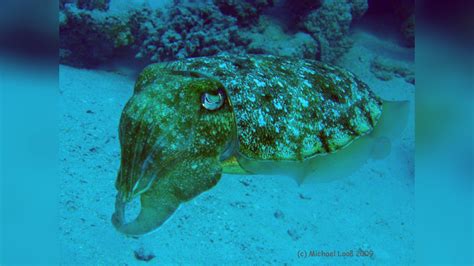 Sepia Pharaonis Pharaoh Cuttlefish