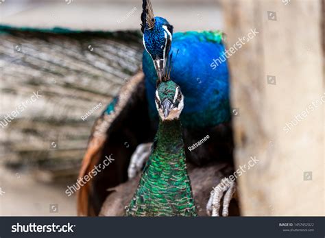 indian peacocks breeding  reproductive stages stock photo