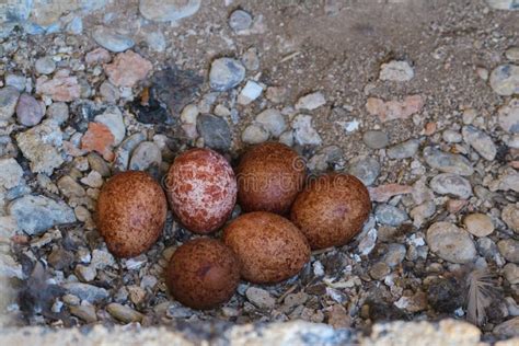 Eggs Common Kestrel Falco Tinnunculus In A Nest Stock Image Image Of