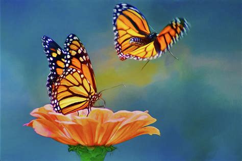 Flying Monarch Butterfly