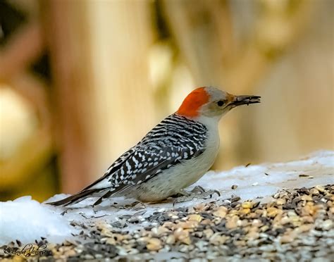 Loons, Eagles and More - In 2010 for the first time since 1970 a young