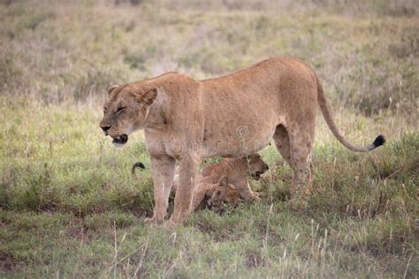 Lion Family with Young Lions. in a Savanna Landscape after the Hunt ...