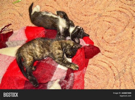 Two Domestic Kittens Image And Photo Free Trial Bigstock