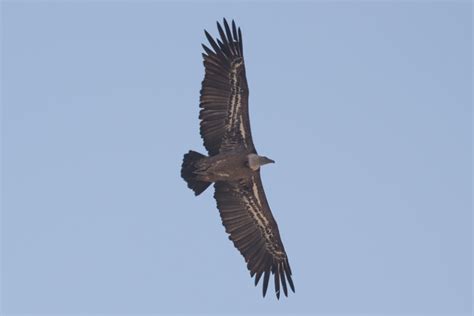 Birds of Saudi Arabia: Wildlife