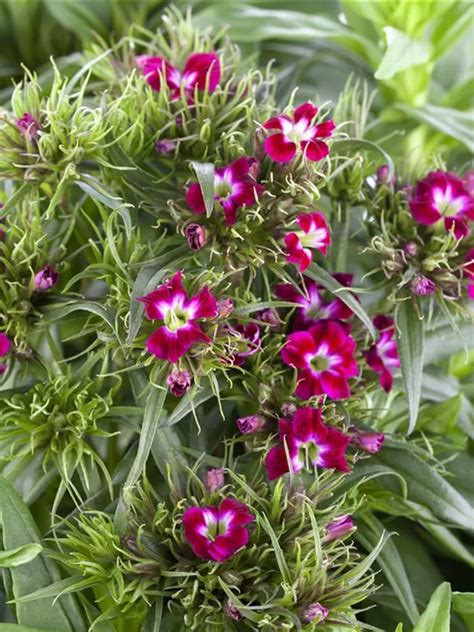 Dianthus Barbatus Garten Bart Nelke Baumschule Weber