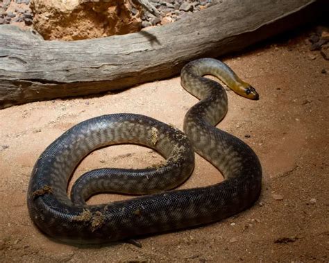 woma python zoopedia wiki fandom