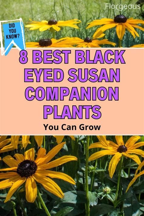 Best Black Eyed Susan Companion Plants You Can Grow In