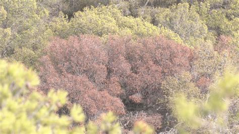 Els boscos del Garraf i el Penedès en estat crític YouTube