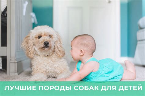 ️Лучшие породы собак для детей - kinolog.com.ua