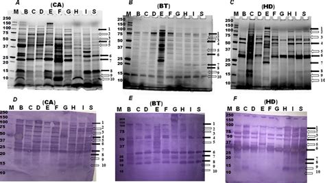 Sds Page And Western Blot Results Of Surface Proteins Extracted From