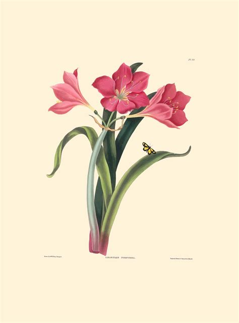 Bury Pl. 39, Large Purple Amaryllis | A Selection of Hexandrian Plants