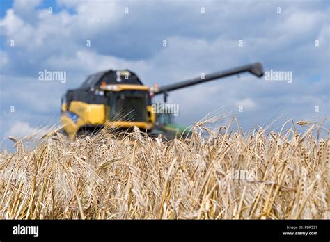 Harvester Machine To Harvest Wheat Field Working Combine Harvester