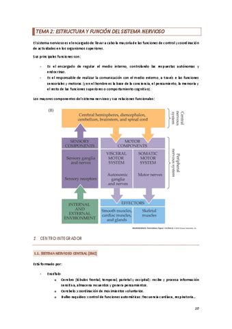 Tema Estructura Y Funcion Del Sistema Nervioso Pdf