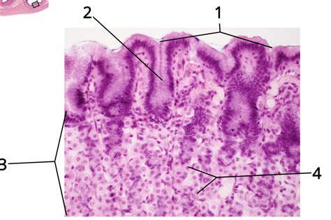 Stomach Histology Diagram Quizlet