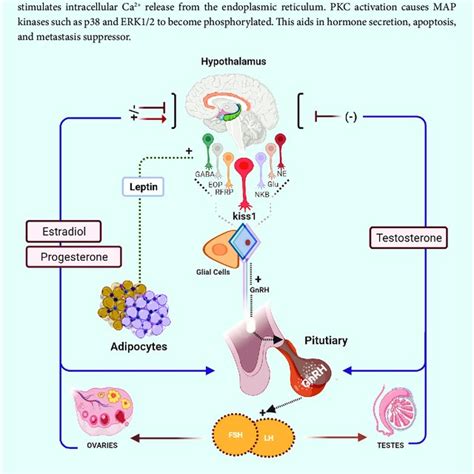 Kisspeptinkisspeptin Receptor Kiss1r Signaling Is Described Briefly