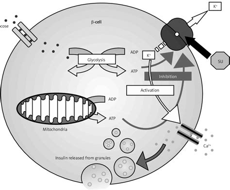 Sulfonylureas Mechanism Of Action - cloudshareinfo