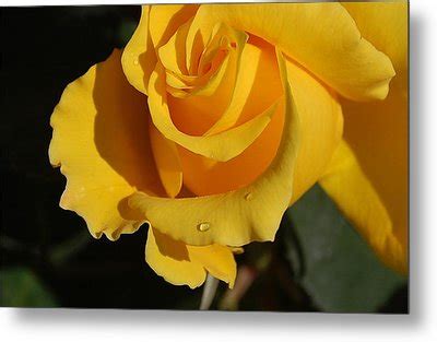 Yellow Rose Macro Photograph by Linda Brody