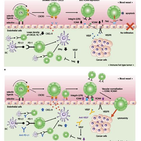 Decreased Cd T Cell Infiltration Mechanism And Increased Cd T Cell