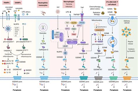 The Molecular Mechanism Of Pyroptosis Activation Under The Stimulation